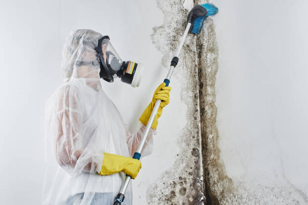 Best Post-Remediation Services in Vcennes, IN